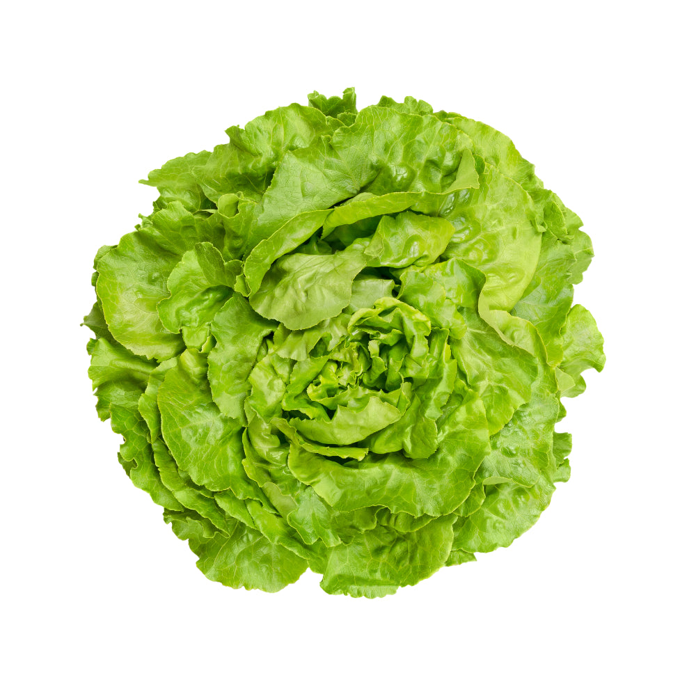 Kopfsalat (U-Ware)