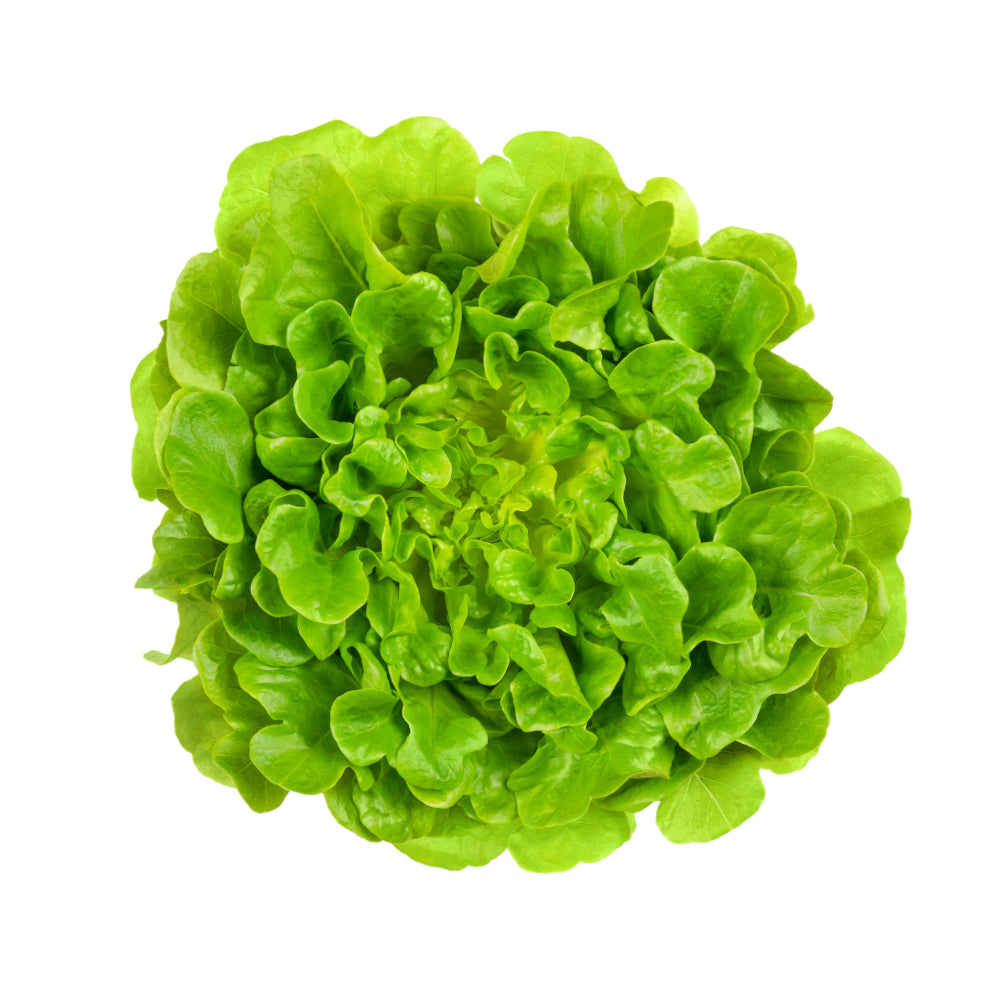 Eichblattsalat
