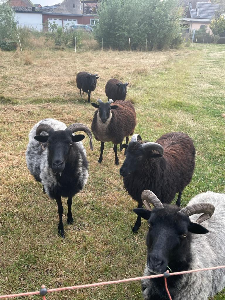 Lammhaxe mit Knochen