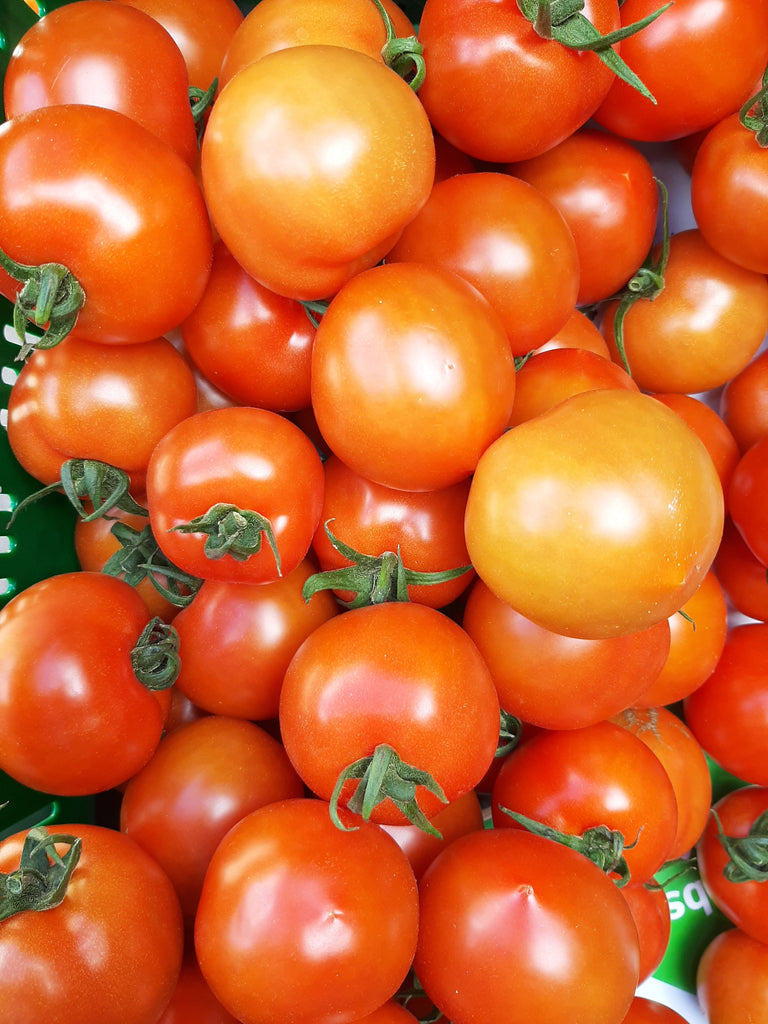 Strauchtomate "Campos"